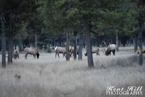 Elk and Deer at Home Ranch North Fork Flathead River Montana