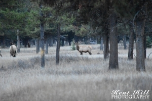 Two Bull Elk at Home Ranch North Fork Flathead River Montana