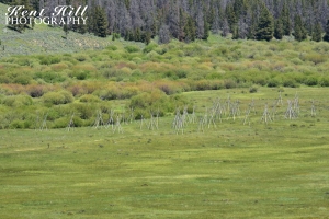 Tipi Frames from the Nez Perce Encampment at Big Hole National Battlefield Montana