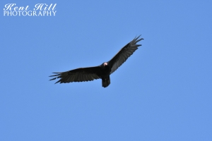 Vulture 2 at Craters of the Moon National Monument Idaho