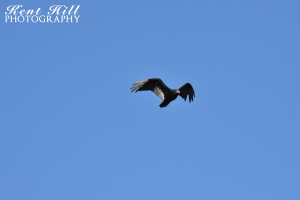 Vulture at Craters of the Moon National Monument Idaho