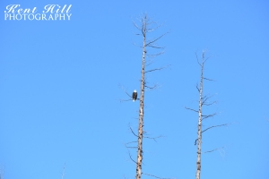 Bald Eagle by Teepee Lake Road North Fork Flathead River Montana