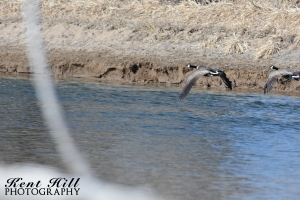 Canadian Geese over Flathead River Montana