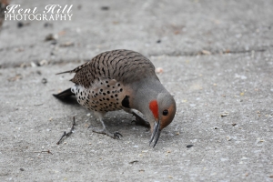 Northern Flicker in Evergreen Montana