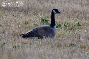 Canadian Goose in Grain Field Evergreen Montana