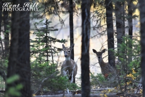 Does near Wurtz Cabin North Fork Flathead River Montana