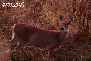 Doe at Village Greens Golf Course Evergreen Montana