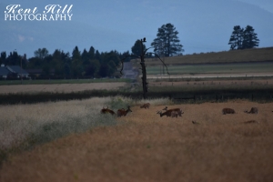 Deer Herd Hwy 206 North of Hwy 35 Kalispell Montana 