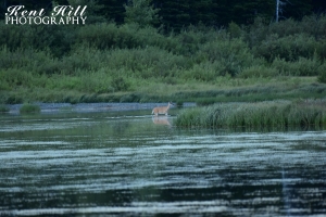 Doe in Three Bear Lake near Marias Pass Montana