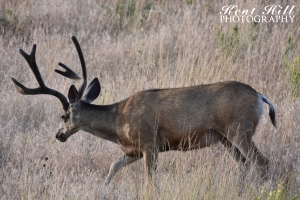 Blacktail Deer in Velvet National Bison Range Montana