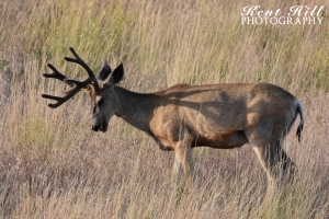 Blacktail Deer in Velvet 2 National Bison Range Montana