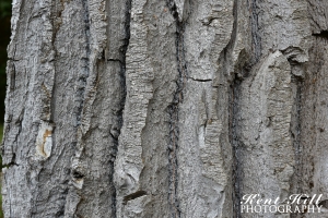 Cottonwood at North Fork Flathead River Montana