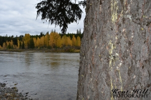 Pine Tree and Fall Foliage on the North Fork Flathead River Montana